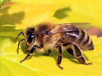 Apis mellifera