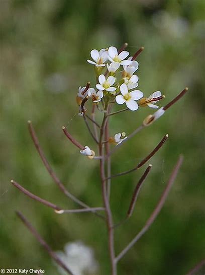 Arabidopsis thaliana