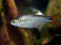 Astyanax mexicanus