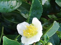 Camellia sinensis var. assamica