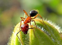 Camponotus floridanus