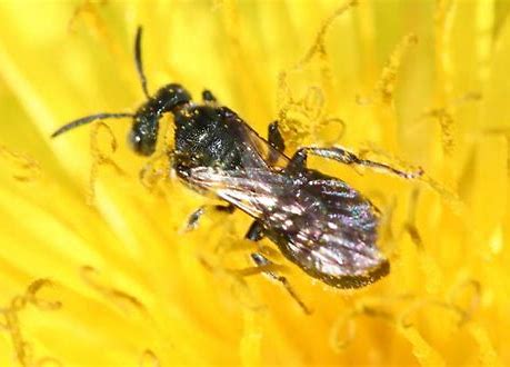 Ceratina calcarata