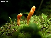 Cordyceps militaris