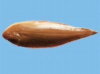 Cynoglossus semilaevis