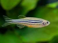 Danio rerio