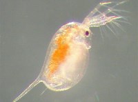 Daphnia magna