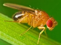 Drosophila melanogaster