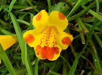 Erythranthe lutea x Erythranthe guttata