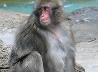 Macaca fuscata