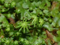 Marchantia polymorpha