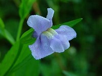 Mimulus peregrinus