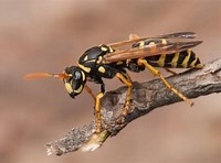 Nasonia vitripennis x Nasonia giraulti