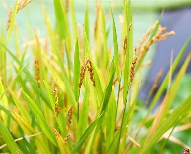 Oryza sativa Indica Group