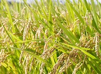 Oryza sativa Japonica Group