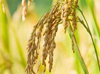 Oryza sativa