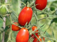 Solanum lycopersicum x Solanum pennellii