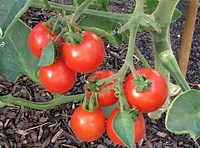 Solanum lycopersicum