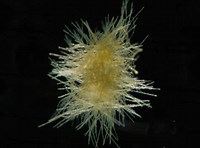 Trichodesmium thiebautii VI-1