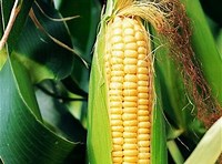 Zea mays